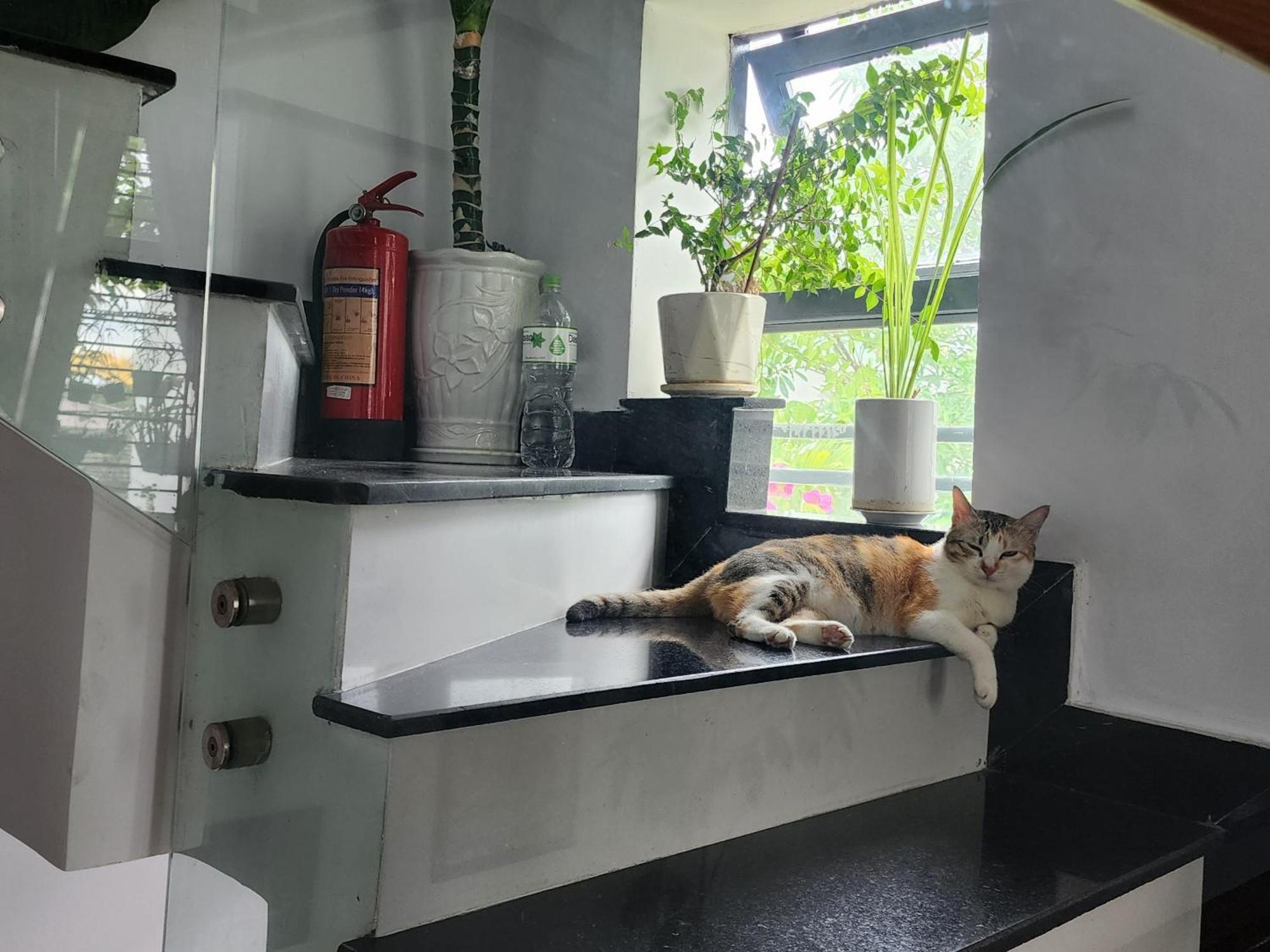 Sena Home 2Nd*Near Danang Han River*Dragon Bridge Ngoại thất bức ảnh